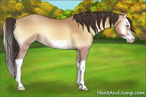 Horse Color:Amber Champagne Onyx Splash Frame 