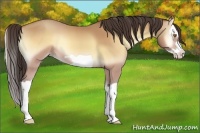 Horse Color:Amber Champagne Onyx Splash Frame 