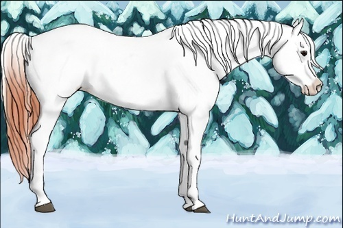 Horse Color:Buckskin Onyx Tobiano Blanket 