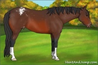 Horse Color:Bay Appaloosa 
