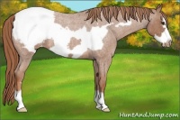 Horse Color:Red Roan Frame Appaloosa 
