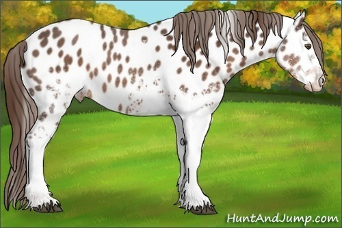Horse Color:White Spotted Liver Chestnut Near Leopard