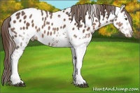 Horse Color:White Spotted Liver Chestnut Appaloosa 