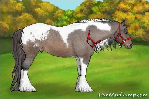 Horse Color:Buckskin Tobiano Blanket