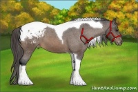 Horse Color:Buckskin Tobiano Blanket
