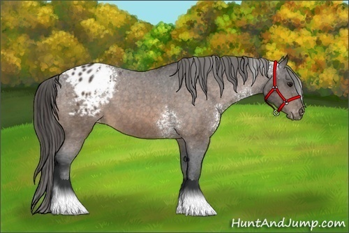 Horse Color:White Spotted Buckskin Appaloosa 