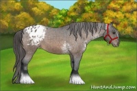 Horse Color:White Spotted Buckskin Appaloosa 