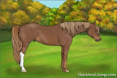 Horse Color:Chestnut 