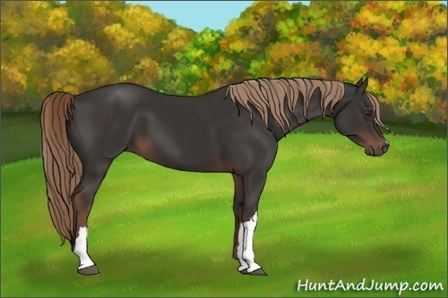 Horse Color:Liver Chestnut 