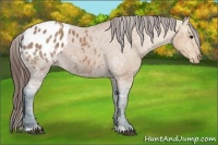 Horse Color:Bay Ice Appaloosa 