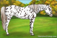 Horse Color:Liver Chestnut Appaloosa