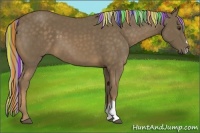 Horse Color:Painted Chocolate Palomino 