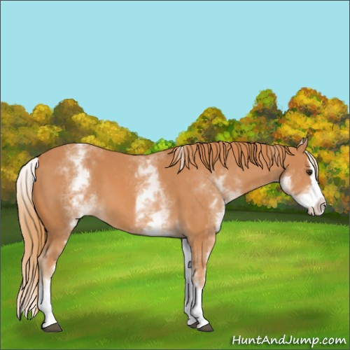 Horse Color:White Spotted Chestnut Splash