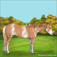 Horse Color:White Spotted Chestnut Splash