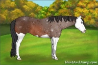 Horse Color:Bay Splash 
