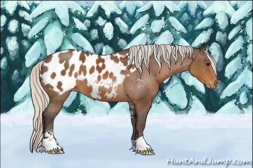 Horse Color:Silver Brown Sabino Appaloosa 