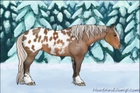 Horse Color:Silver Brown Sabino Appaloosa