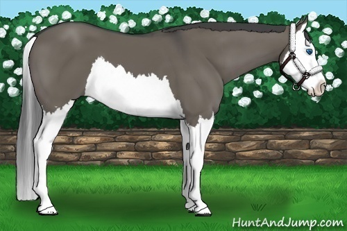 Horse Color:Smoky Grullo Sabino Splash 