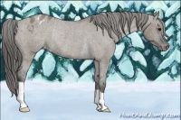 Horse Color:Grullo Appaloosa Rabicano