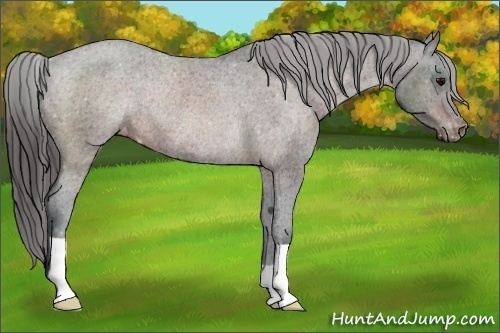 Horse Color:Brown Varnish Rabicano 