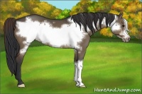 Horse Color:Brown Dun Frame