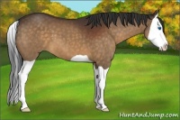 Horse Color:Bay Splash 