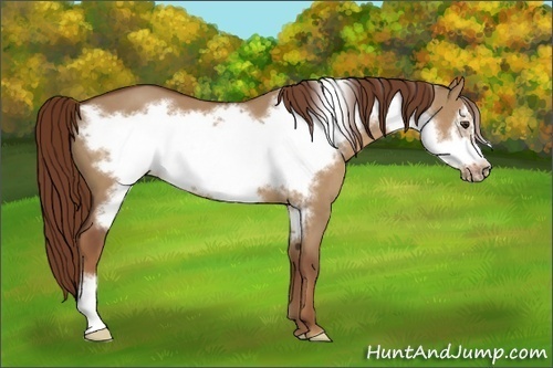 Horse Color:Red Dun Frame 