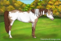Horse Color:Red Dun Frame 