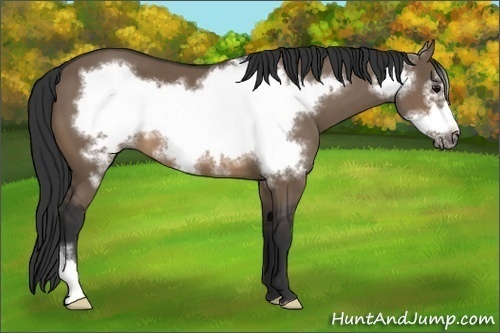 Horse Color:Brown Dun Frame 