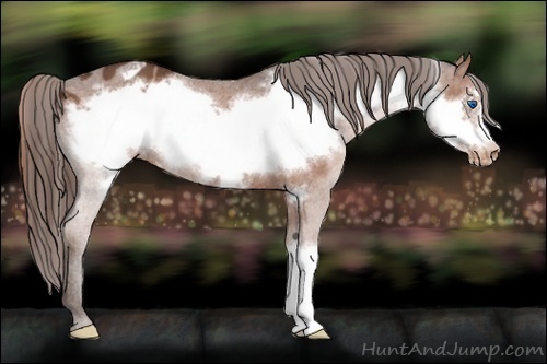 Horse Color:Liver Chestnut Frame Appaloosa