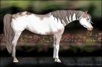Horse Color:Liver Chestnut Frame Appaloosa