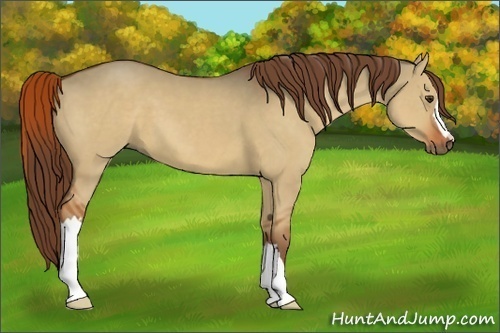 Horse Color:Red Dun 