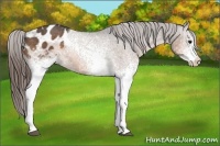 Horse Color:White Spotted Buckskin Appaloosa 