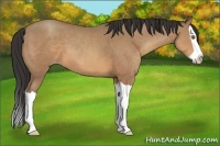 Horse Color:Sable Champagne Splash 