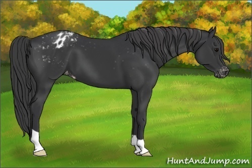 Horse Color:Black Appaloosa 