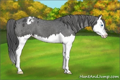 Horse Color:Black Splash Varnish