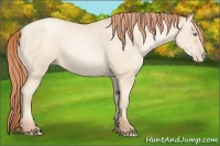 Horse Color:Amber Cream Champagne Pearl 