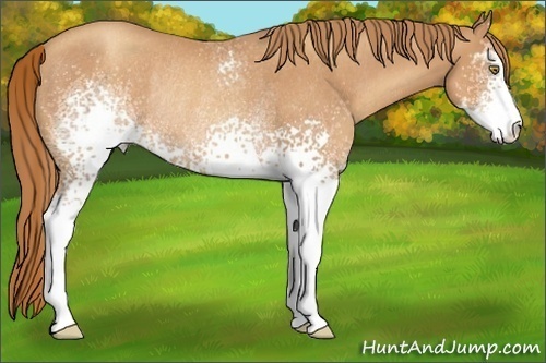 Horse Color:White Spotted Gold Champagne Sabino Rabicano 