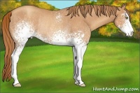 Horse Color:White Spotted Gold Champagne Sabino Rabicano