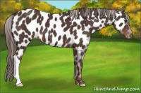 Horse Color:Liver Chestnut Appaloosa 