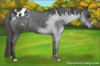 Horse Color:Black Appaloosa 