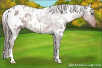 Horse Color:White Spotted Liver Chestnut Appaloosa 