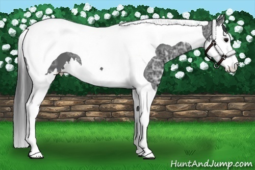 Horse Color:Black Ice Splash Tobiano 