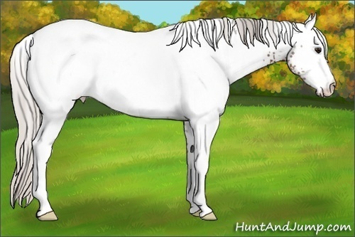 Horse Color:White Spotted Silver Bay 