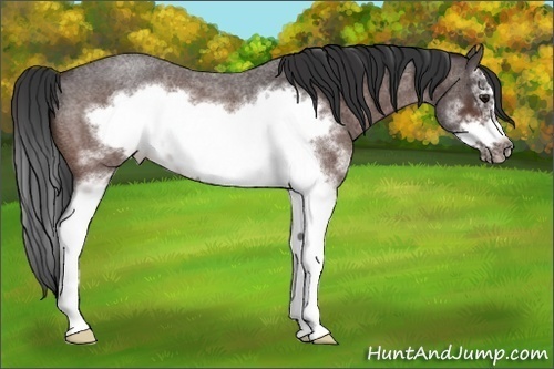 Horse Color:White Spotted Bay Roan Splash Frame 