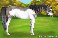 Horse Color:White Spotted Bay Roan Splash Frame 