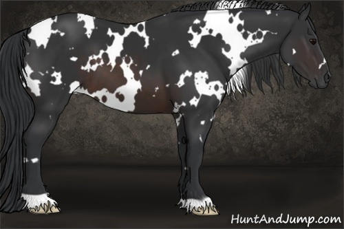 Horse Color:White Spotted Brown 
