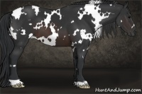 Horse Color:White Spotted Brown 