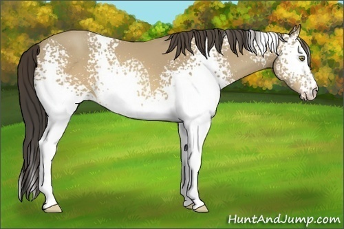 Horse Color:White Spotted Sable Cream Champagne 
