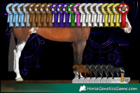 Horse Color:Brown Sabino